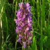 bredeorchisvijfheerenlanden25052020 1